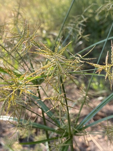 Cyperus distans (Piedmont Flatsedge) — photo