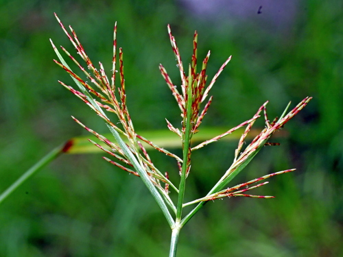 Cyperus distans (Piedmont Flatsedge) — photo