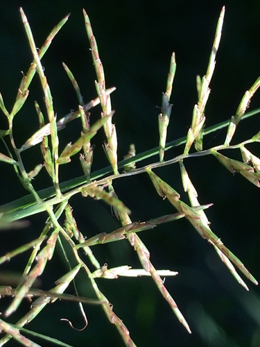 Cyperus distans