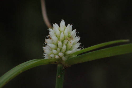 Cyperus dubius — photo