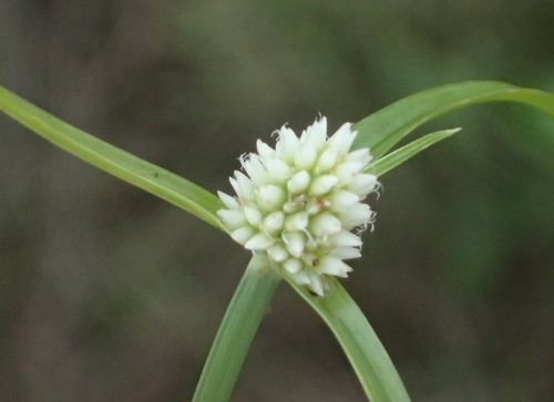 Cyperus dubius — photo