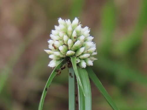 Cyperus dubius
