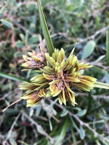 Cyperus eragrostis — photo
