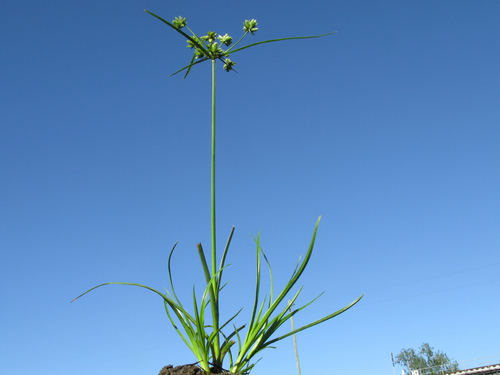 Cyperus eragrostis — photo