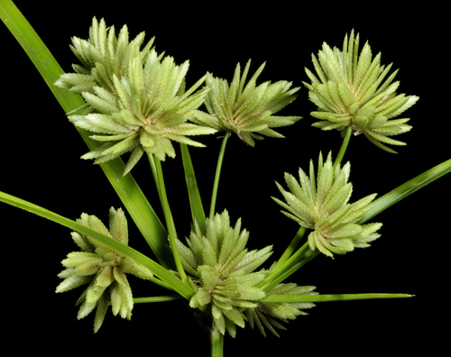 Cyperus eragrostis