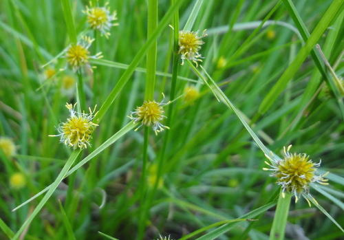 Cyperus erectus — photo