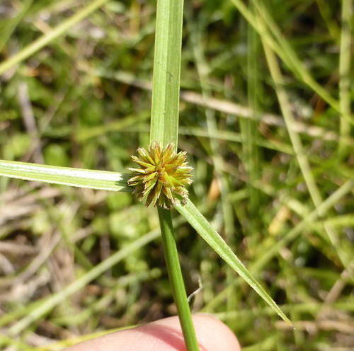 Cyperus erectus — photo