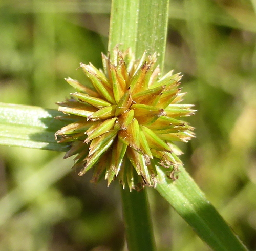 Cyperus erectus