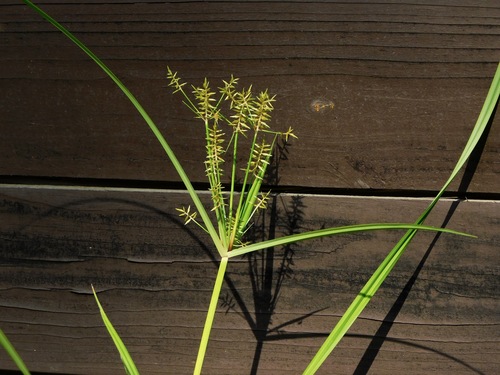 Cyperus esculentus (Yellow Nutsedge) — photo