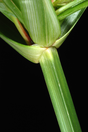 Cyperus esculentus (Yellow Nutsedge) — photo