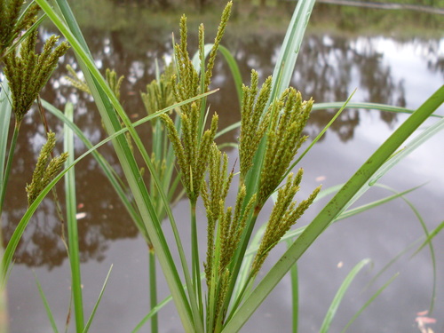 Cyperus exaltatus — photo