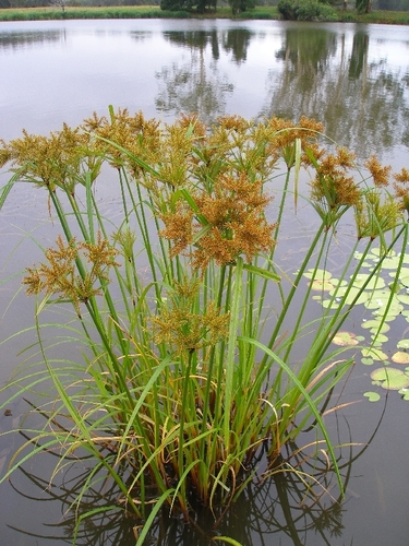 Cyperus exaltatus — photo