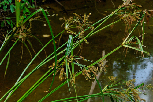Cyperus exaltatus
