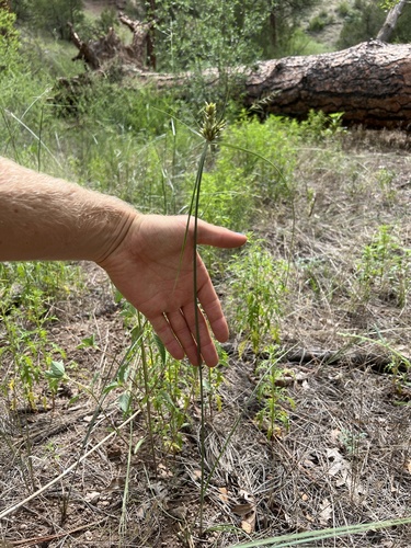 Cyperus fendlerianus (Fendler's flatsedge) — photo