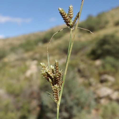 Cyperus fendlerianus (Fendler's flatsedge) — photo