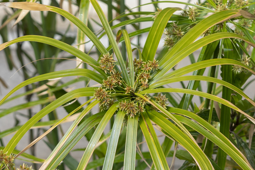 Cyperus flabelliformis — photo