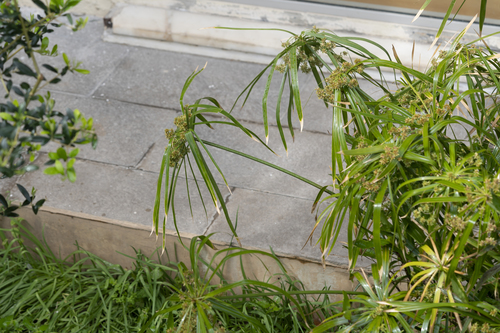 Cyperus flabelliformis — photo