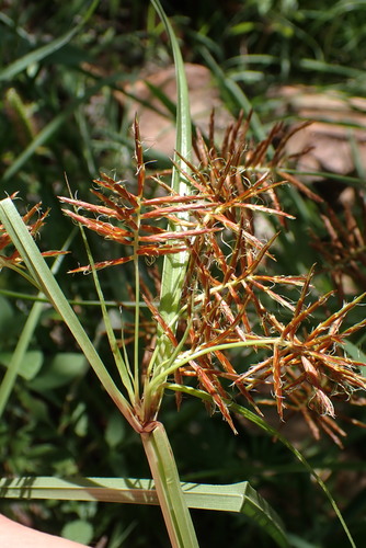 Cyperus fulgens (Umbrella sedge) — photo