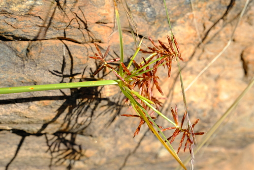 Cyperus fulgens (Umbrella sedge) — photo