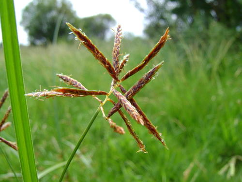 Cyperus fulgens