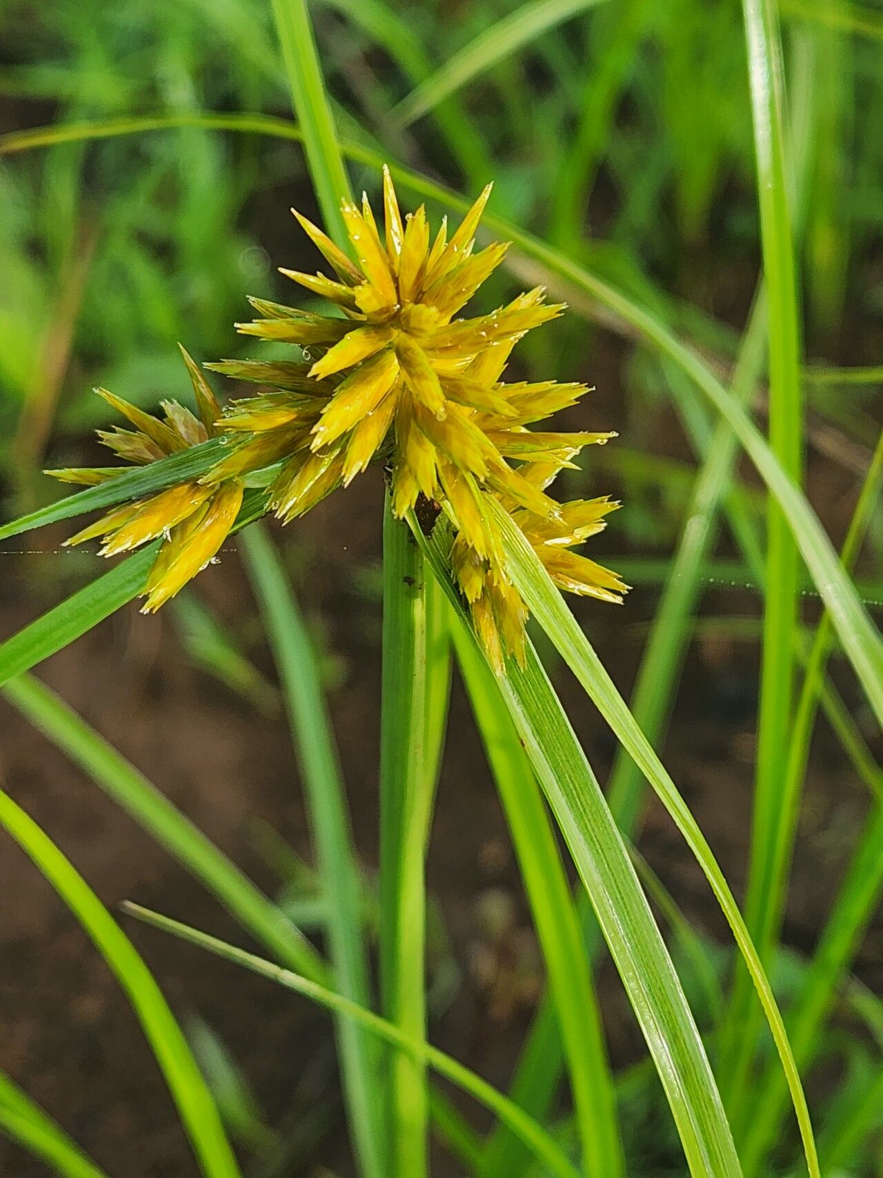 Cyperus grandibulbosus — photo
