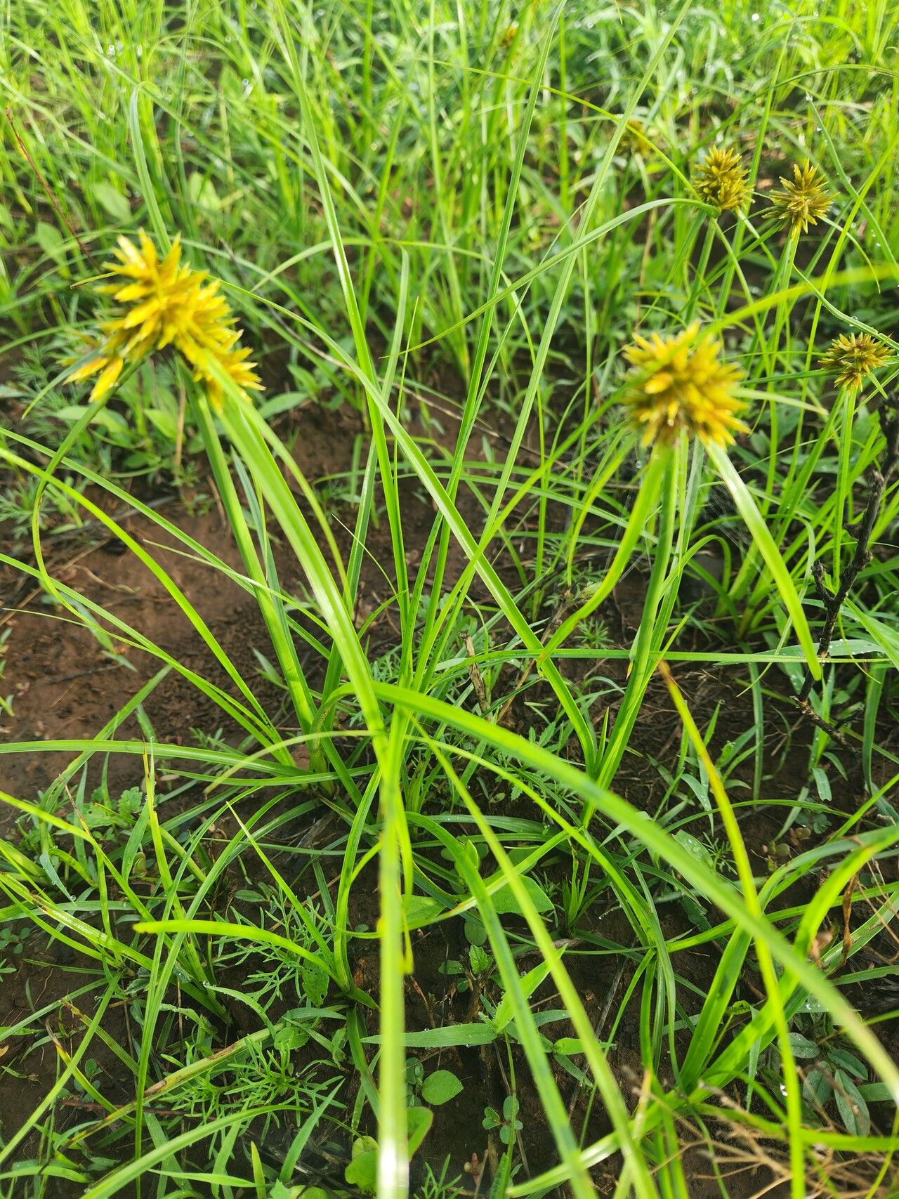 Cyperus grandibulbosus — photo