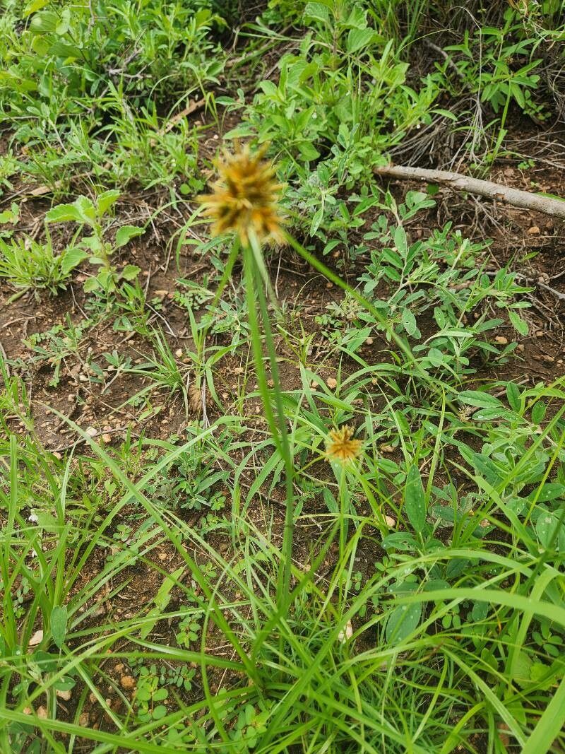 Cyperus grandibulbosus