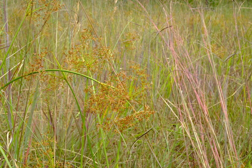 Cyperus haspan (Dwarf papyrus) — photo
