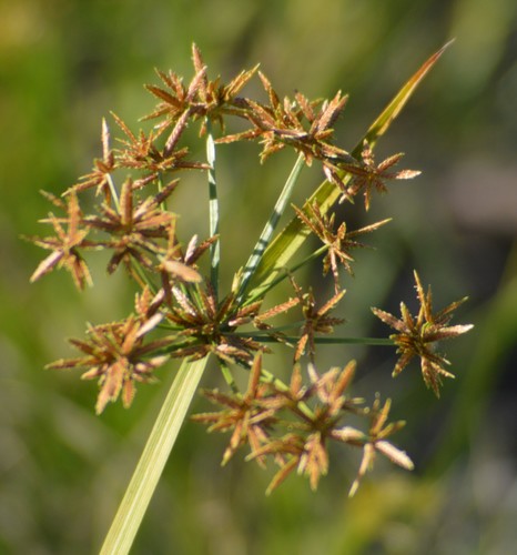 Cyperus haspan