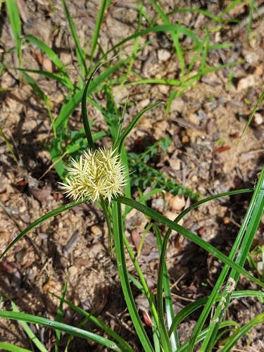 Cyperus hemisphaericus — photo
