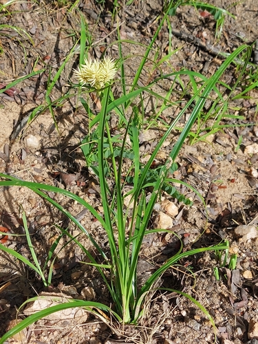 Cyperus hemisphaericus — photo