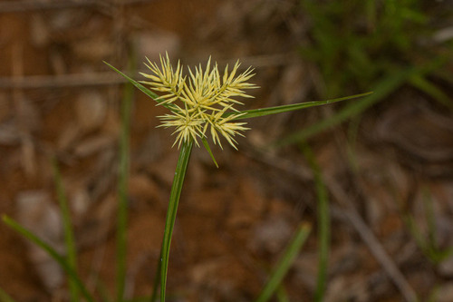 Cyperus hemisphaericus