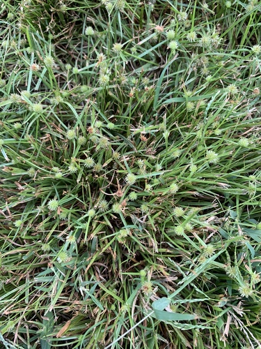Cyperus hortensis — photo