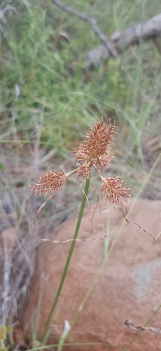 Cyperus indecorus — photo