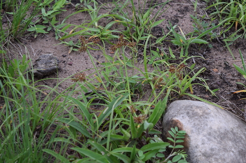 Cyperus indecorus