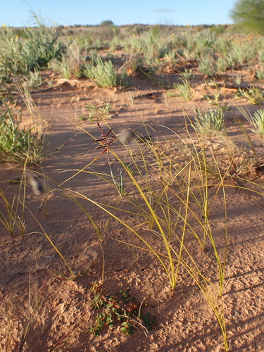 Cyperus jeminicus