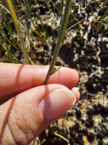 Cyperus laevigatus (Smooth flatsedge) — photo