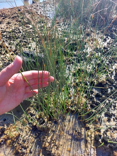 Cyperus laevigatus (Smooth flatsedge) — photo