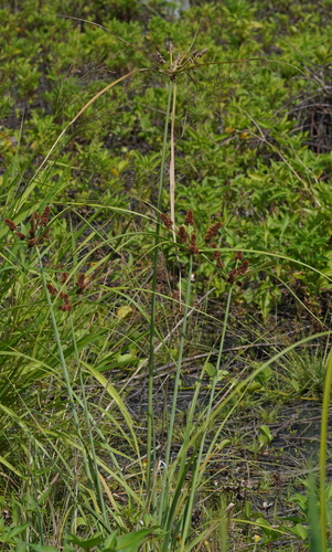 Cyperus ligularis (Bizzibizzi) — photo