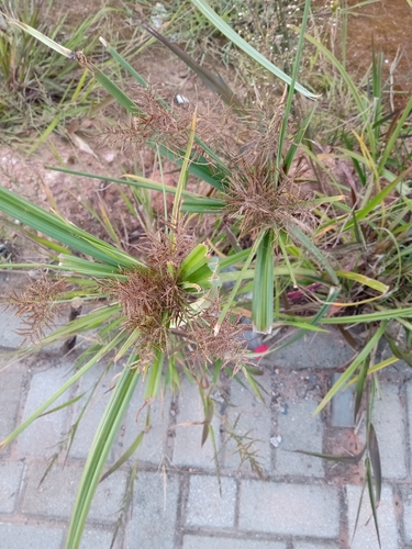 Cyperus longibracteatus — photo