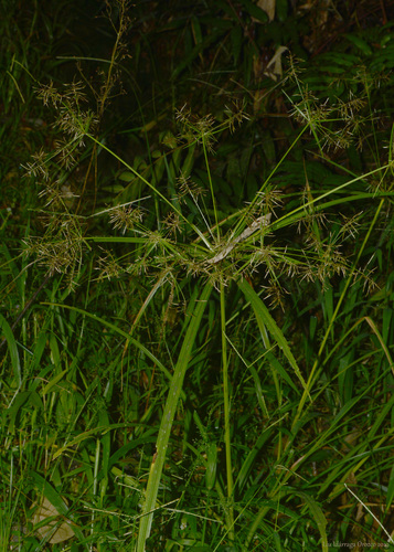 Cyperus longibracteatus — photo