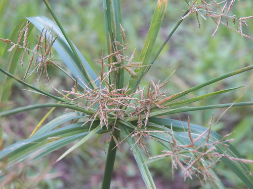 Cyperus longibracteatus