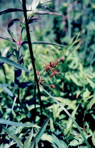 Cyperus longus (Galingale) — photo