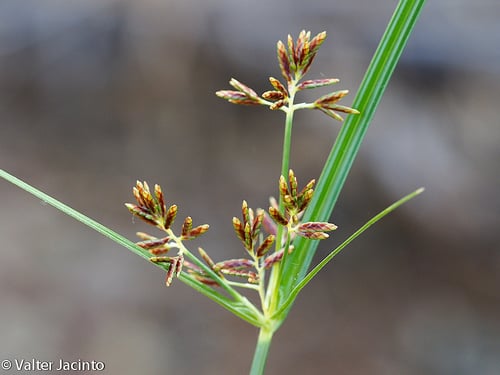 Cyperus longus