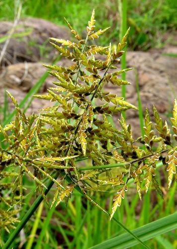Cyperus macrostachyos