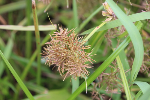 Cyperus maculatus — photo