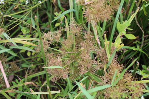 Cyperus maculatus — photo