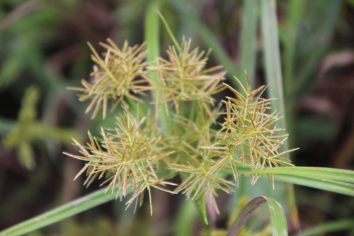 Cyperus maculatus