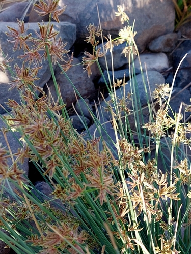 Cyperus marginatus — photo