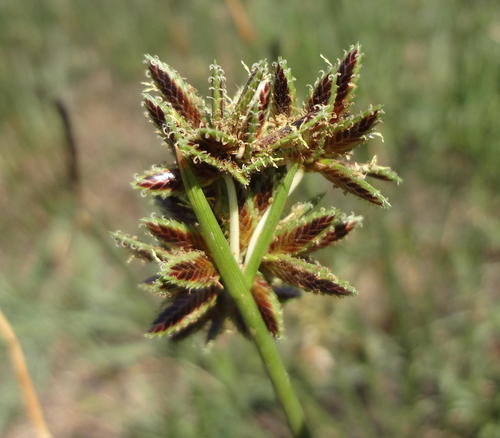 Cyperus marginatus